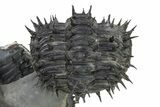 Enrolled Spiny Drotops Armatus Trilobite - Morocco #325666-2